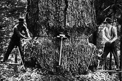 Two loggers with big tree, circa 1890 Photo credit: Jones Photo Historical Collection